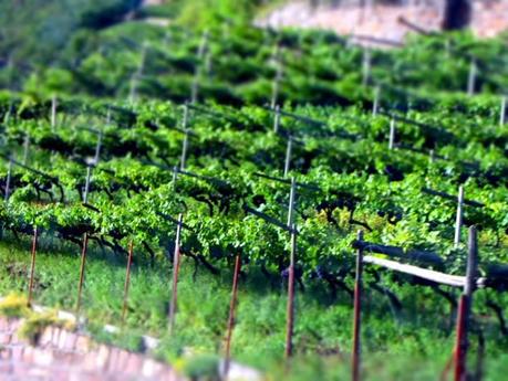 Südtiroler Weinbau in Bozen