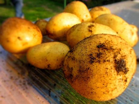 Kartoffelernte im Kleingarten