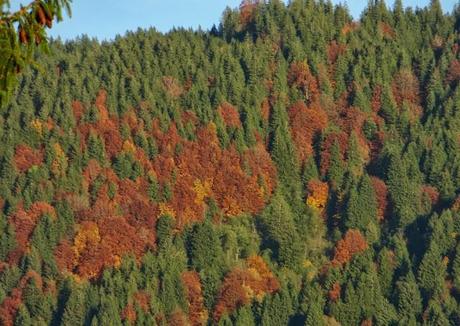 Goldener Oktober 2013: Impressionen einer Herbstwanderng von Halblech-Berghof nach Schwangau-Brunnen