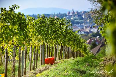 Heut san die Engerln auf Urlaub in Wien! ...oder zu Besuch in den Weingärten!