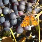 Butterfly meets grape