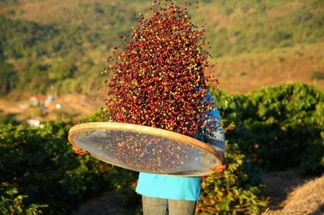 Bei den sogenannten Kaffeekirschen handelt es sich um die Früchte der Kaffee-Bäume. Ihren Kern bilden die eigentlichen Kaffeebohnen. Foto: djd/Rainforest Alliance