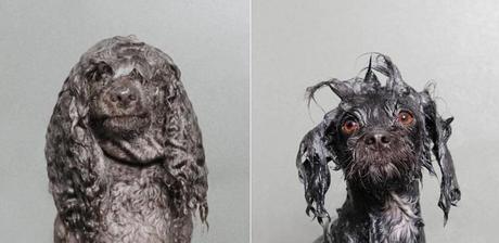 Hunde nach dem baden