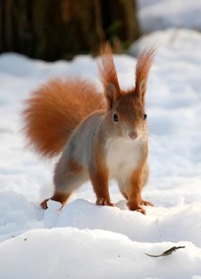 Eichhörnchen im Winter füttern | SchoenesZuhause.com