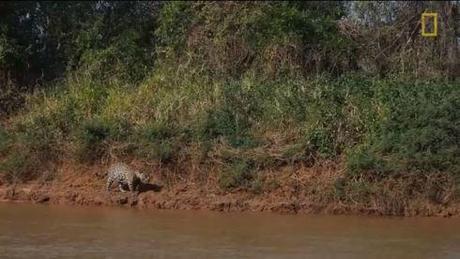 Jaguar attacks crocodile Screencapture