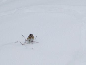 Winter, Foto Heinz Scheel Winter, Foto Heinz Scheel