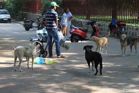 Hunde-Fütterung in der Nähe vom Humayun Mausoleum