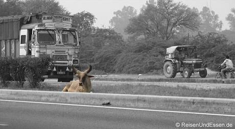 Kuh an der Autobahn Delhi - Jaipur