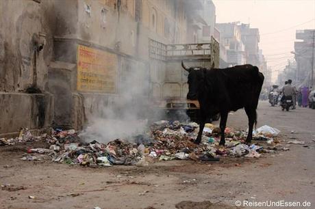 Heilige Kuh in den Gassen von Jaipur