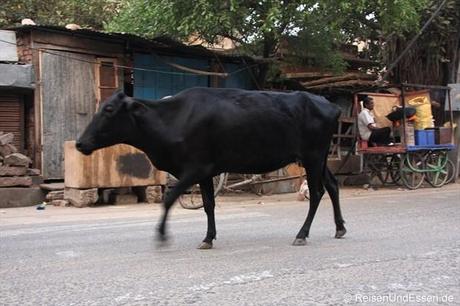 Heilige Kuh geht ihren Weg in Jaipur