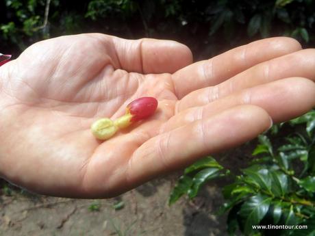  Besuche eine Kaffee Plantage in Kolumbien
