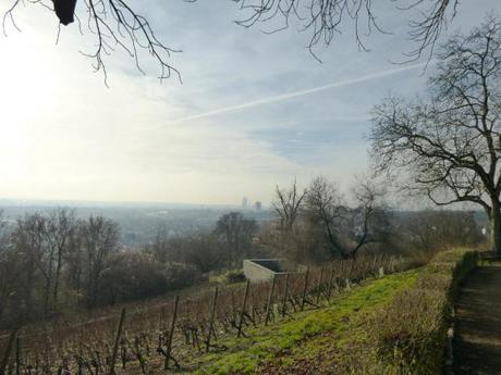 Weinanbau mitten in Frankfurt