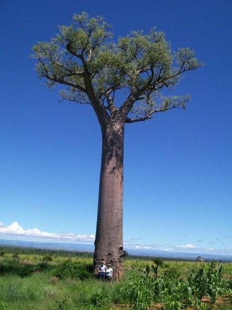 Zwei Diepoldsauer in Madagaskar