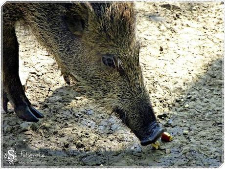 Tierpark Bad Mergentheim - allerlei Schweinerei (Folge 7)