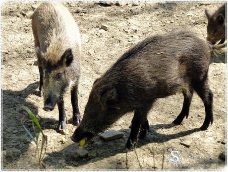 Tierpark Bad Mergentheim - allerlei Schweinerei (Folge 7)