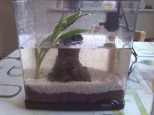 Deko und Pflanzen anbringen,das Wasser ist aus dem großen Aquarium