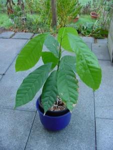 Kakaopflanze 11/2006