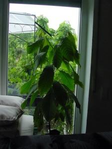 Kakaopflanze 2008
