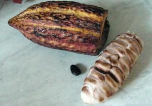 Kakaoschote mit Samen und Fruchtfleisch