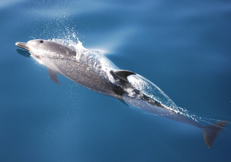 Computer übersetzt erstmals Delfin-Pfeifen in Echtzeit