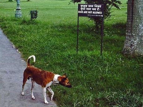 Dogs are not allowed in Calcutta