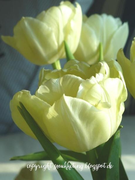 Vanilla Tulips and Goodbye Kim
