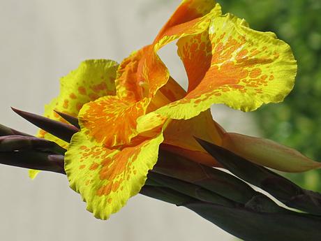Australien-Flower-Bondi