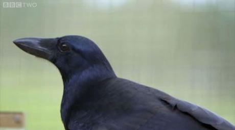 Are crows the ultimate problem solvers screenshot
