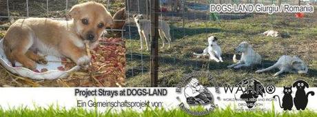 Project Strays at DOGS-LAND