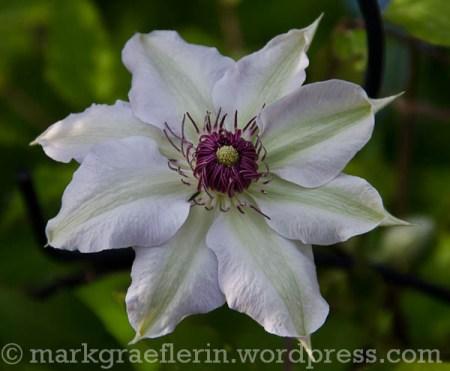 Clematis weiss