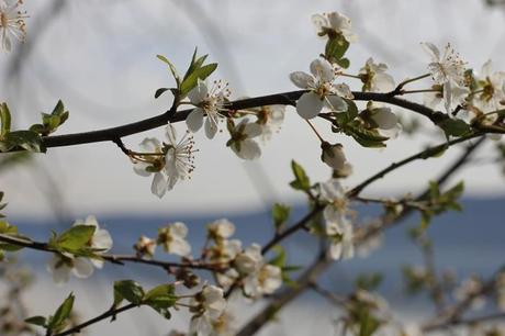 Spring at Lake Constance {Part II}