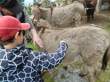 Ferienprogramm: Eine Eselswanderung im Toggenburg