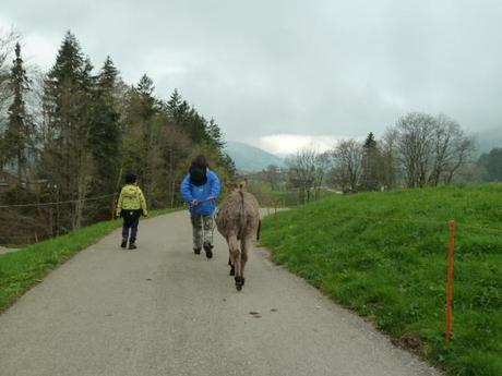 Ferienprogramm: Eine Eselswanderung im Toggenburg