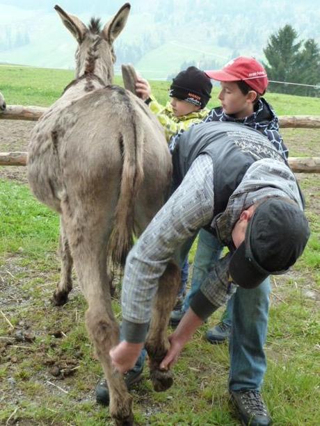 Ferienprogramm: Eine Eselswanderung im Toggenburg