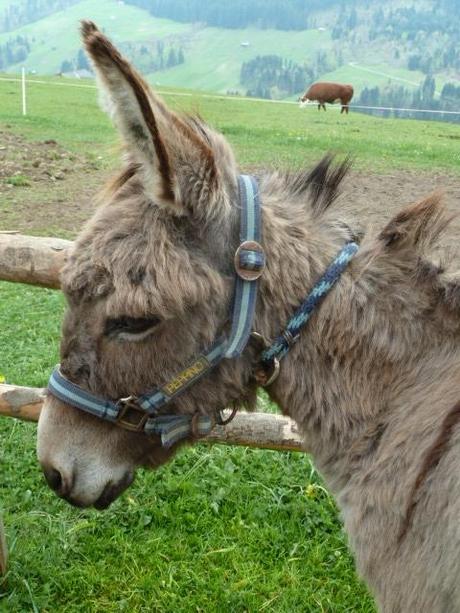 Ferienprogramm: Eine Eselswanderung im Toggenburg