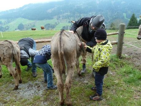 Ferienprogramm: Eine Eselswanderung im Toggenburg