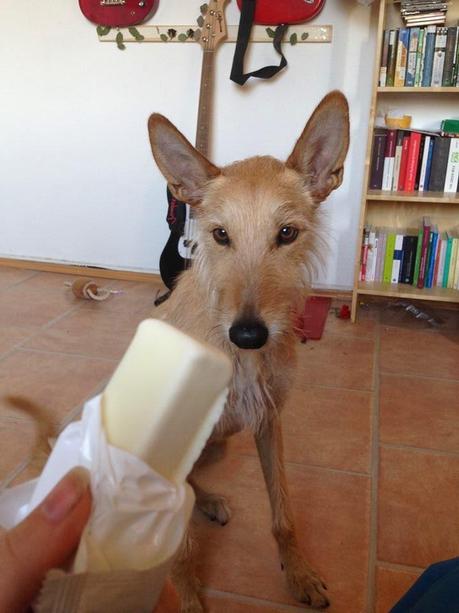 Petman Hunde Eis - tierischer Genuss für heiße Sommertage