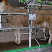 Kühe beim melken der Bio Heumilch