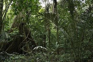 Im Dschungel - Serere Nacional Reserve