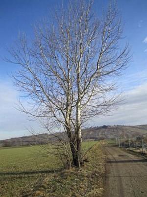 Lonely Tree vorm Marzer Kogel