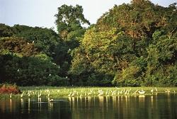Amazonas Reservat in Mamirauá