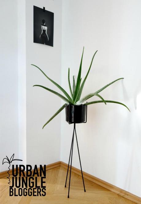 Urban Jungle Bloggers: Watering your Plants
