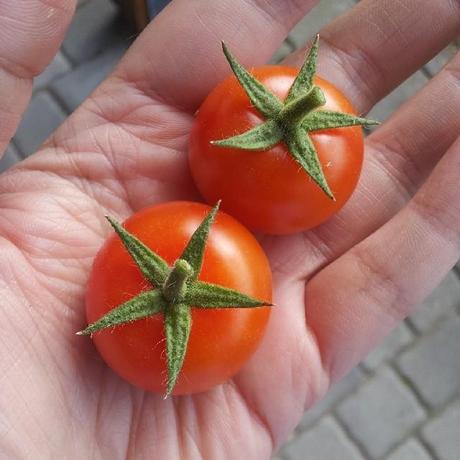 Ich hab meine ersten Tomaten geerntet. #nomnom #ausdemgarten