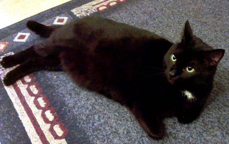 Kuriose Feiertage - 17. August Tag der schwarzen Katze - Black Cat Appreciation Day (c) 2014 Ronny Jay für www.kuriose-feiertage.de