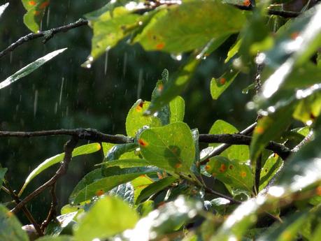[Fotostrecke]  Nach dem Regen kommt der Sonnenschein :)
