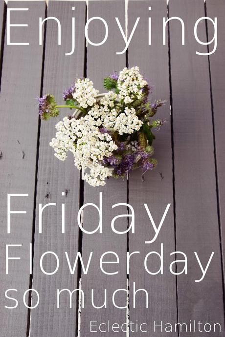 Friday Flowerday - Phacelia umarmt Schafgarbe