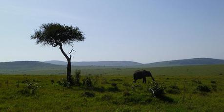 Masai Mara in Kenia