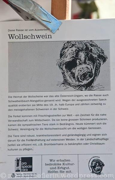 Wollschwein 5