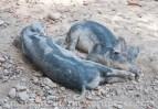 Wollschwein-Kotelett, ein Ausflug in den Tierpark „Lange Erlen” und Pro Specie Rara Markt