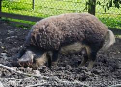 Wollschwein-Kotelett, ein Ausflug in den Tierpark „Lange Erlen” und Pro Specie Rara Markt
